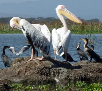 Lake Baringo: One of Africa's Top Birding Lakes