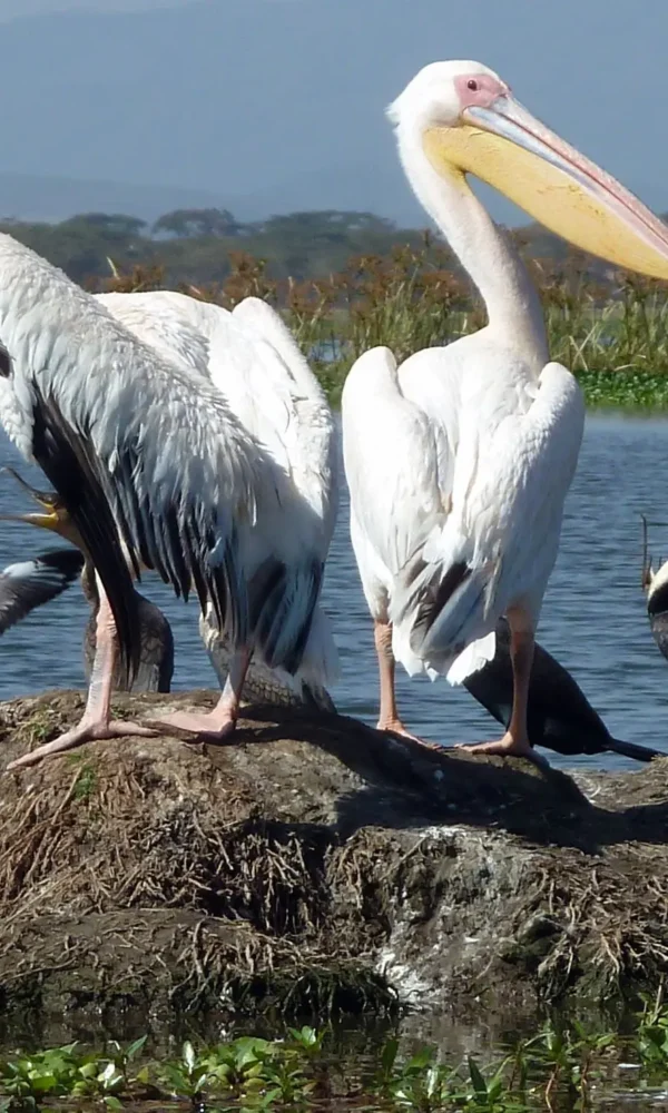 Lake Baringo: One of Africa's Top Birding Lakes