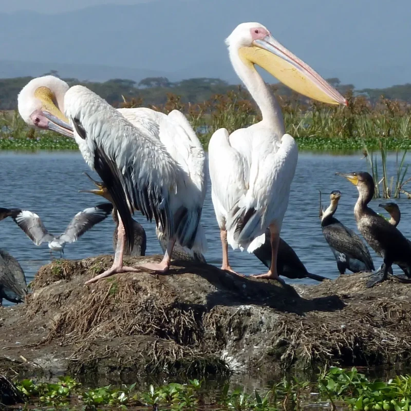Lake Baringo: One of Africa's Top Birding Lakes
