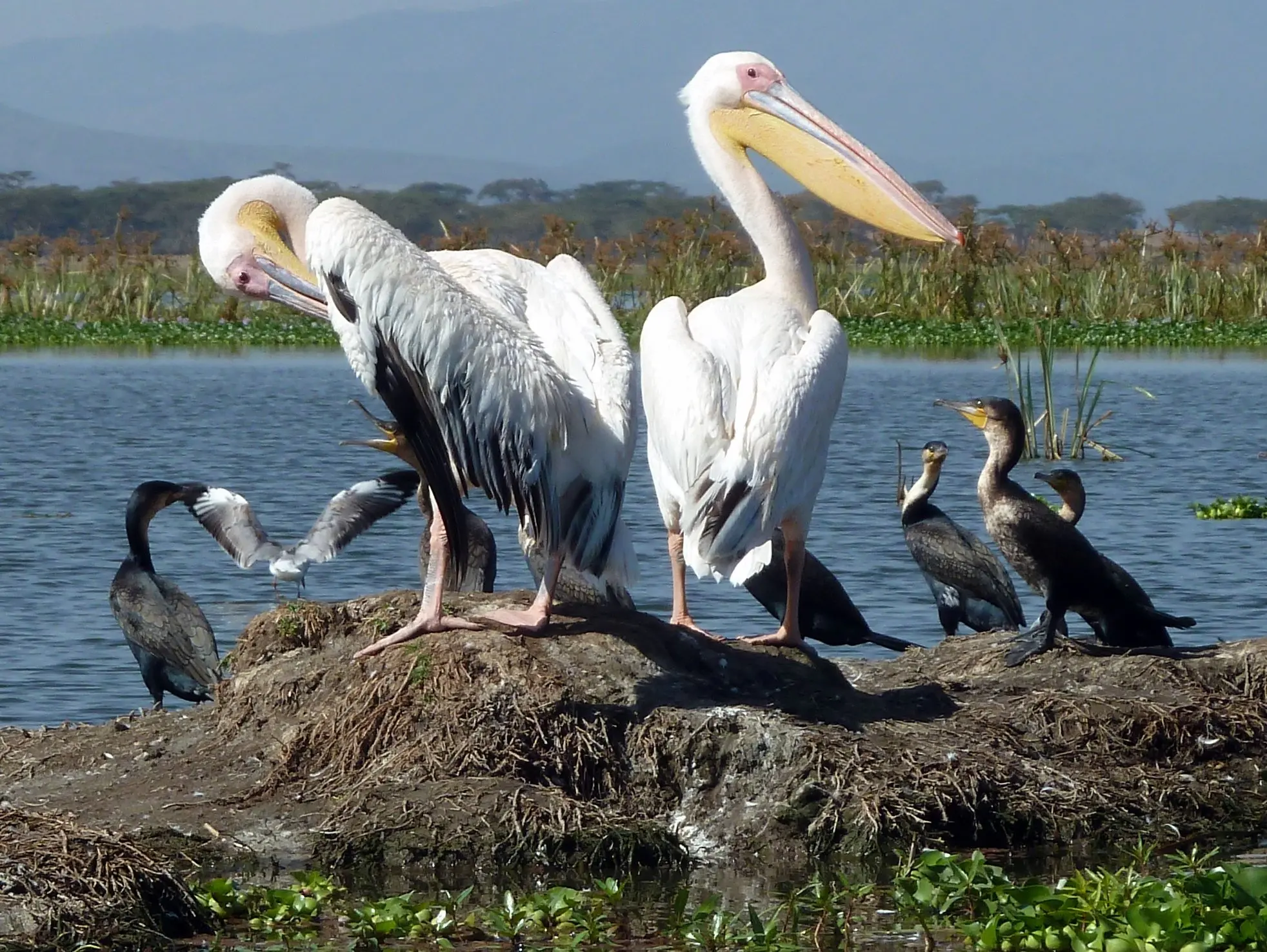 Lake Baringo: One of Africa's Top Birding Lakes