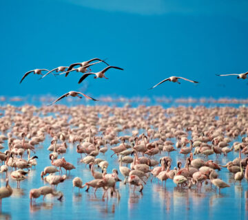 Lake Manyara National Park: Flamingos and Forest Birds
