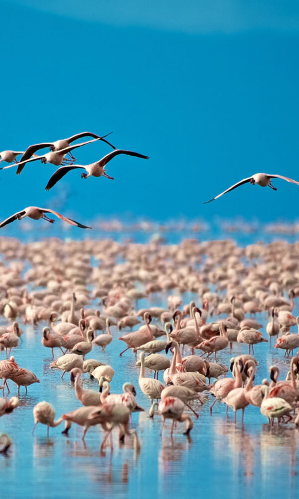 Lake Manyara National Park: Flamingos and Forest Birds