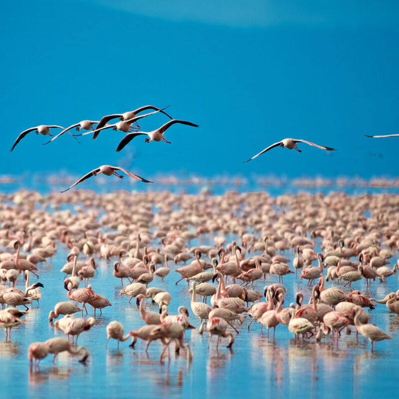 Lake Manyara National Park: Flamingos and Forest Birds