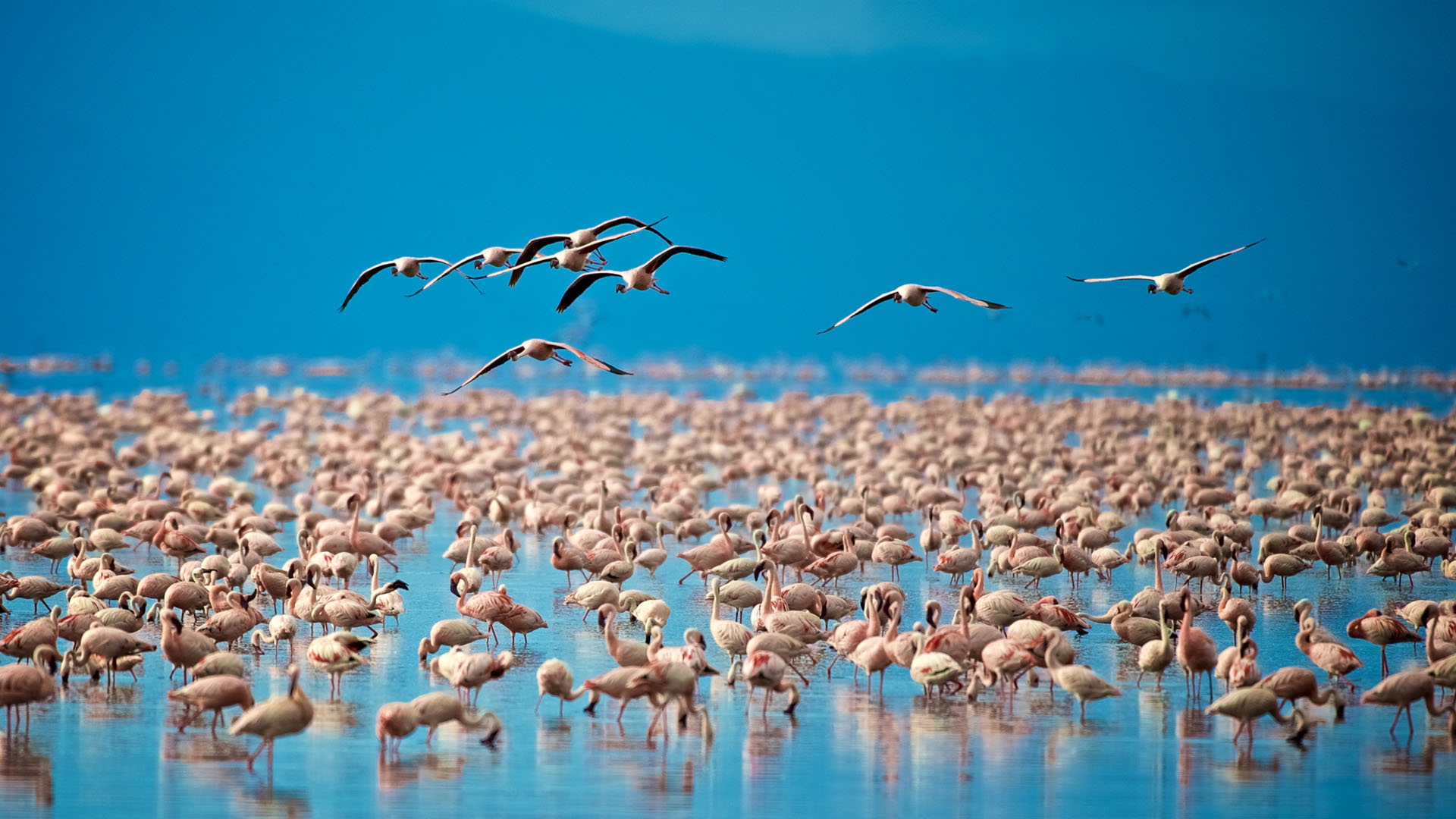 Lake Manyara National Park: Flamingos and Forest Birds