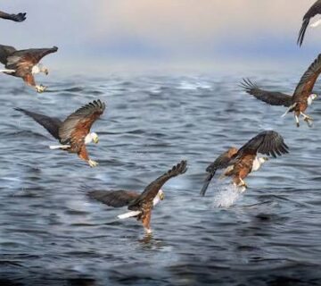 Lake Naivasha: Boat Birding for Fish Eagles and More