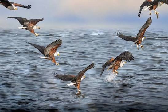Lake Naivasha: Boat Birding for Fish Eagles and More