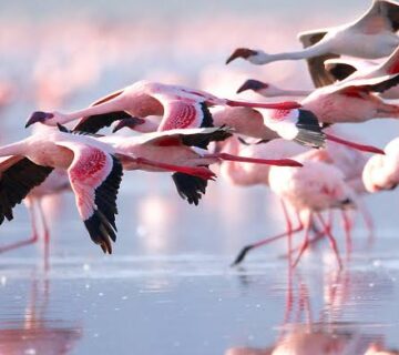 Lake Nakuru: Kenya's Flamingo Spectacle
