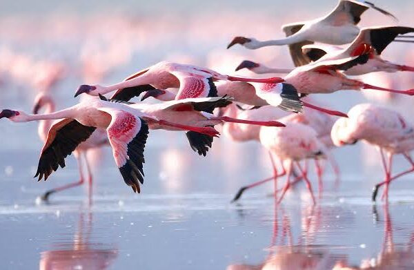 Lake Nakuru: Kenya's Flamingo Spectacle