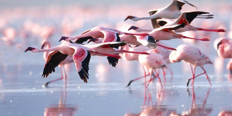 Lake Nakuru: Kenya's Flamingo Spectacle