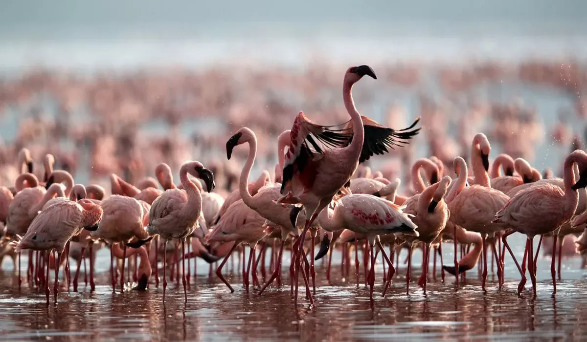 Lake Natron flamingos gather across alkaline waters during Tanzania's spectacular breeding season.