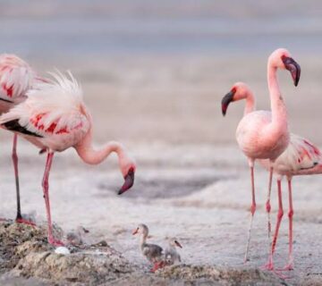 Lake Natron: Flamingo Breeding Grounds of East Africa
