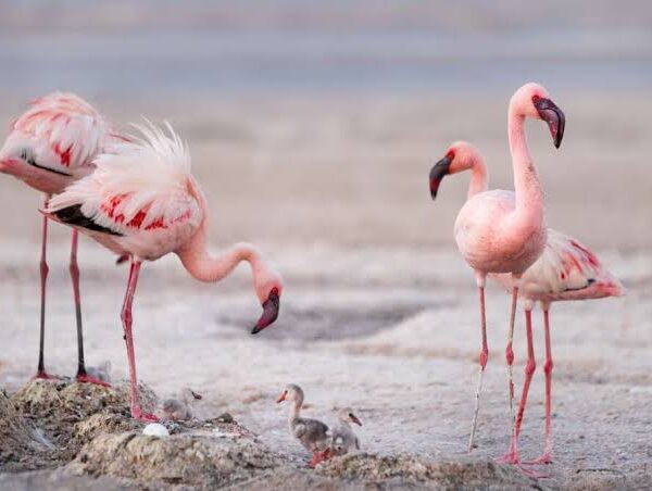 Lake Natron: Flamingo Breeding Grounds of East Africa