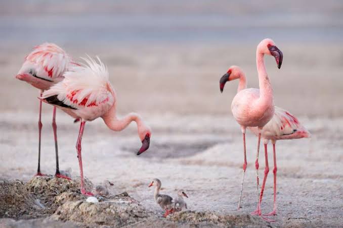 Lake Natron: Flamingo Breeding Grounds of East Africa