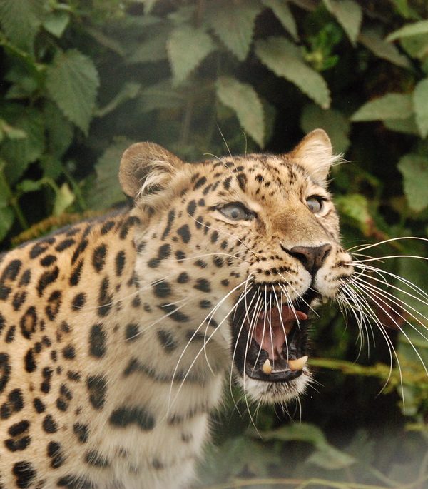 Leopard Roaring