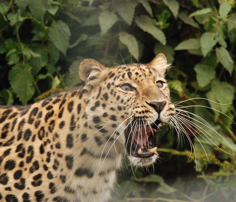 Leopard Roaring