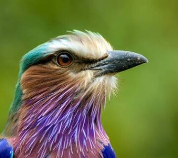 Lilac Breasted Roller: Most Photographed Bird