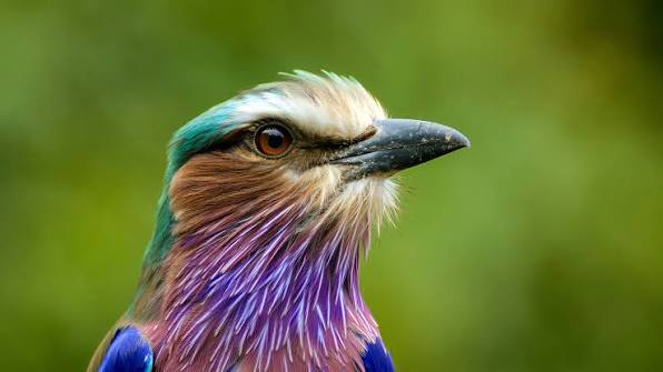 Lilac Breasted Roller: Most Photographed Bird