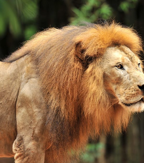Lion Portrait