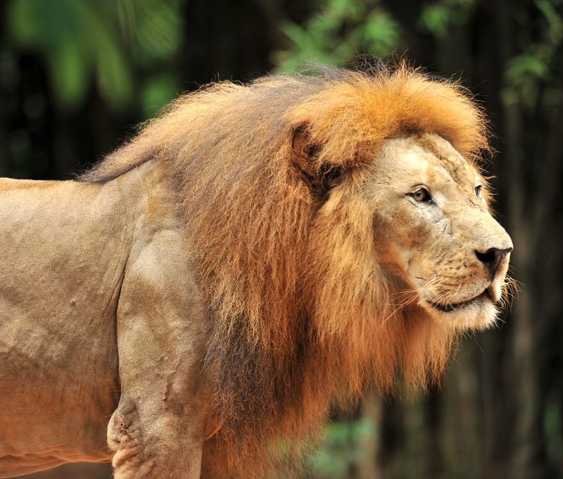 Lion Portrait