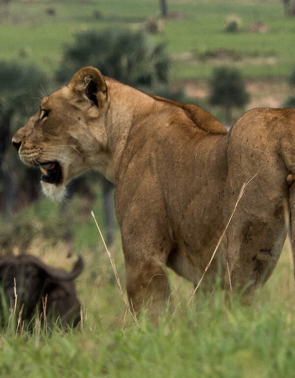 Lion1 600x768