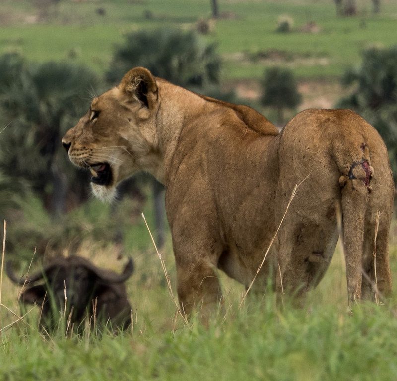 lion1