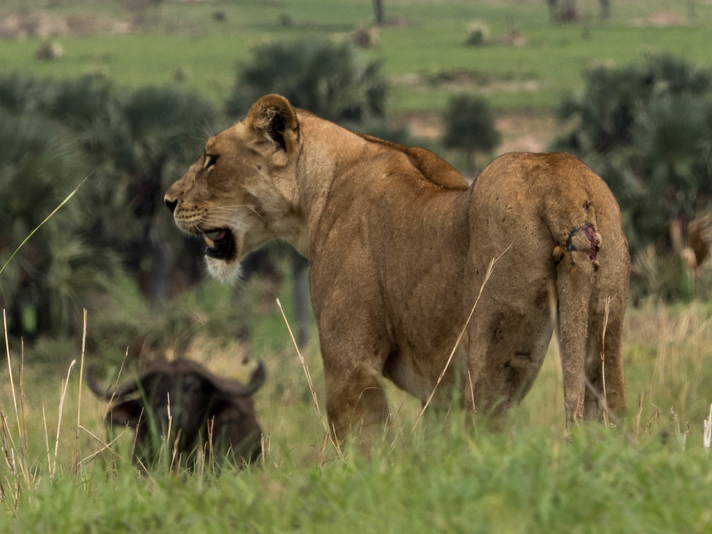 Lion1