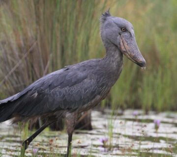 A Love Letter to Uganda's Strangest Bird