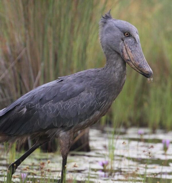 A Love Letter to Uganda's Strangest Bird
