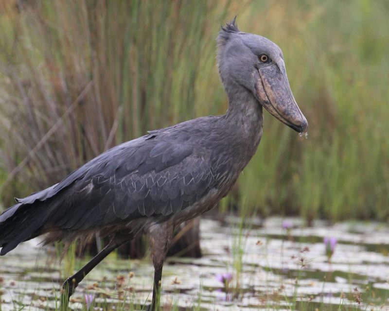 love-letter-to-a-shoebill A Love Letter to Uganda's Strangest Bird