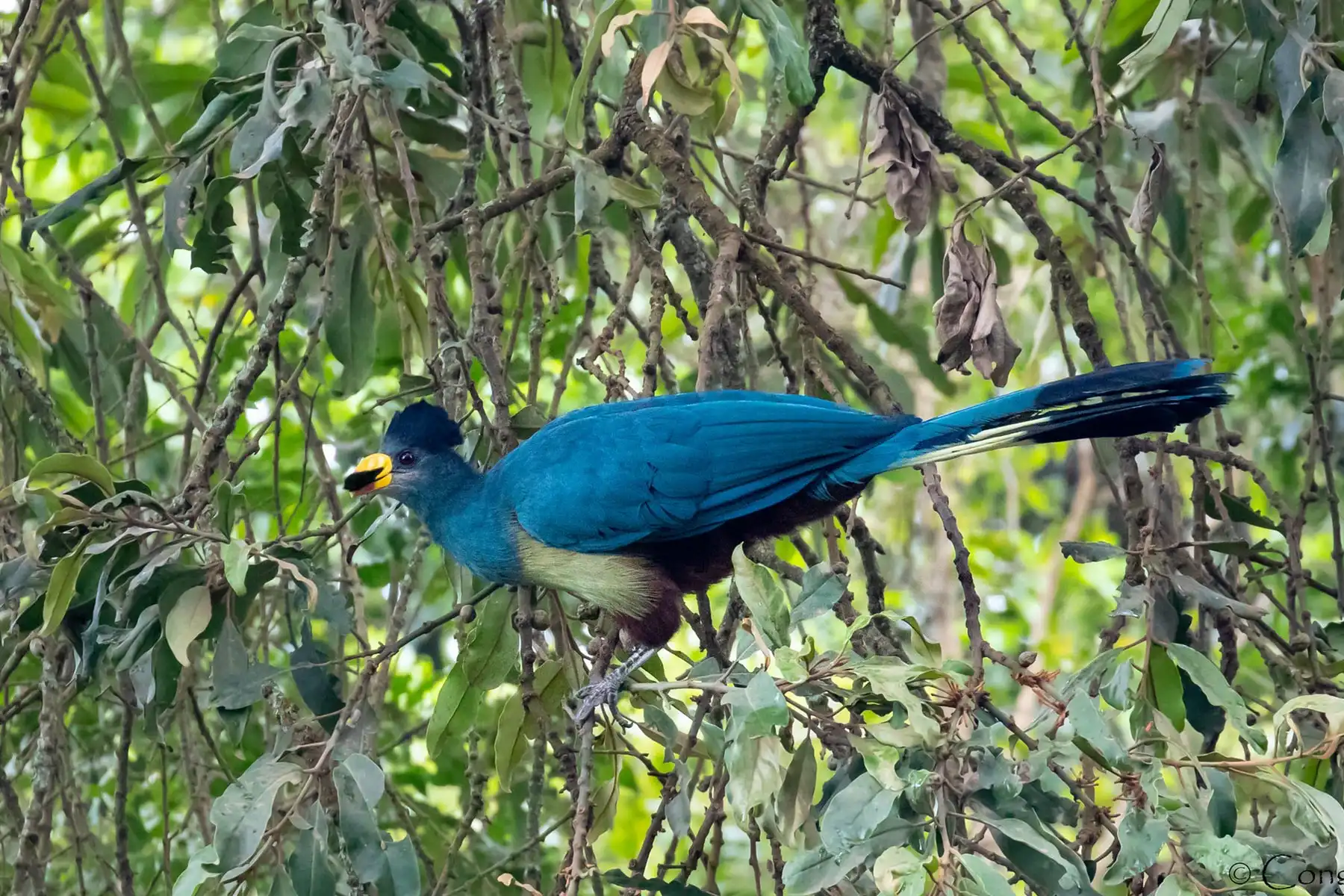 Luxury safari overlooking East African landscape with colorful bird species during morning birding.