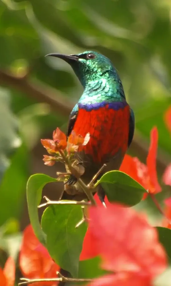 Luxury Birding Safaris in East Africa
