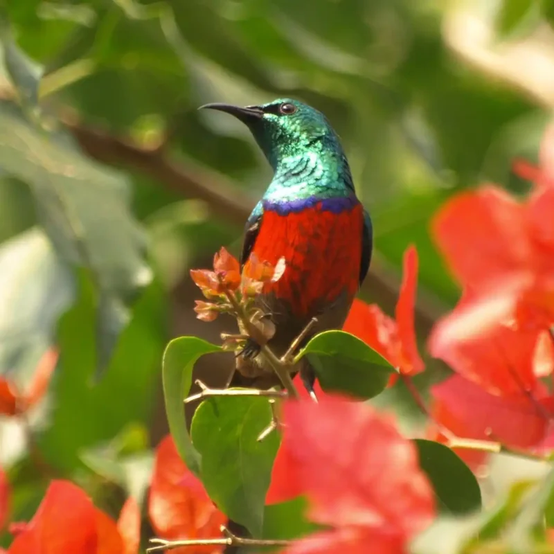 Luxury Birding Safaris in East Africa