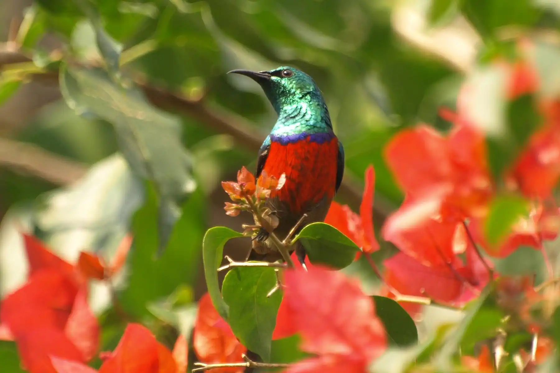 Luxury Birding Safaris in East Africa