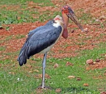 Marabou Stork: The Undertaker Bird of East Africa