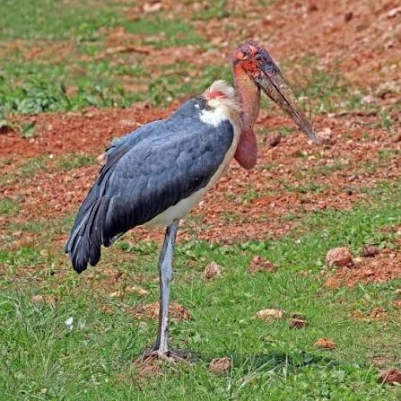 Marabou Stork: The Undertaker Bird of East Africa