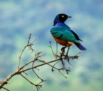 Maasai mara birding beyond the big cats