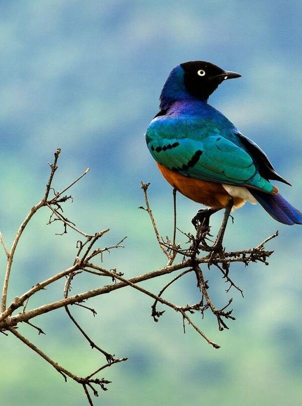 Maasai mara birding beyond the big cats