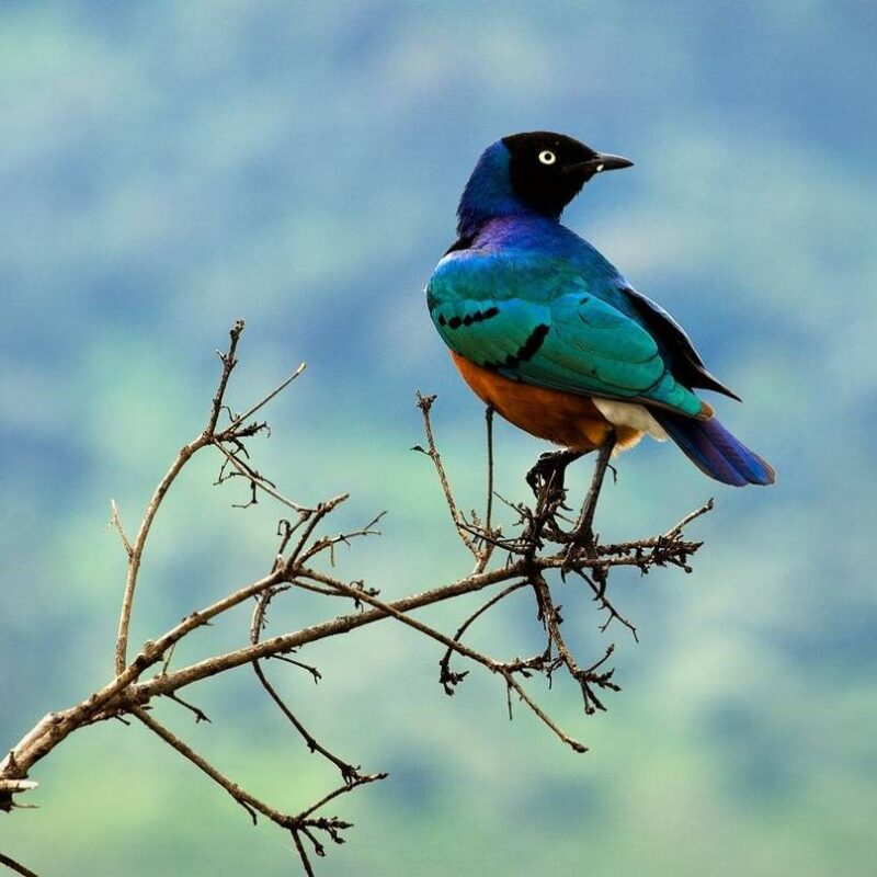 maasai-mara-birding-beyond-the-big-cats