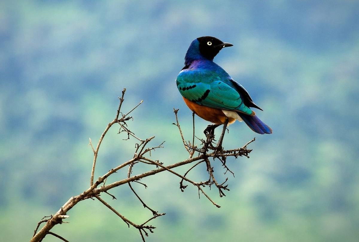 Maasai mara birding beyond the big cats