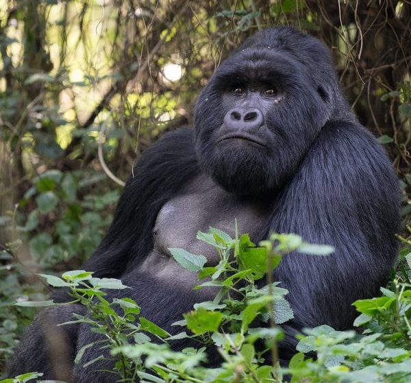 Silverback mountain gorilla resting in Mgahinga Gorilla National Park
