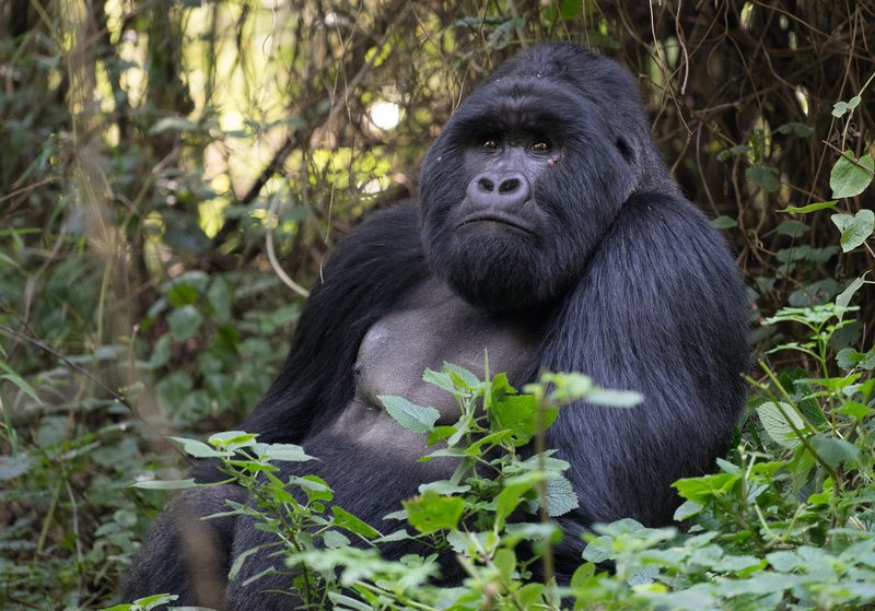 Silverback mountain gorilla resting in Mgahinga Gorilla National Park