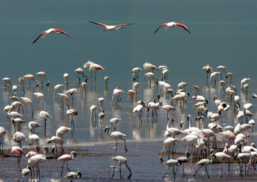 Migratory birds flying across East Africa's wetlands during seasonal wildlife viewing journeys