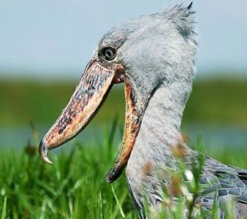 Mistakes and enjoy a rewarding Uganda wetland adventure with practical tips for first time birdwatchers 