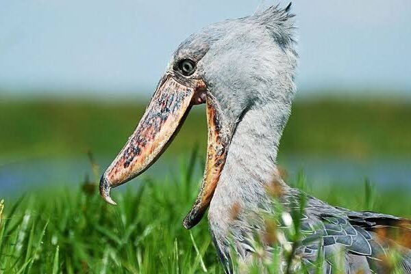Mistakes and enjoy a rewarding Uganda wetland adventure with practical tips for first time birdwatchers 