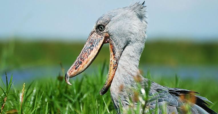Mistakes and enjoy a rewarding Uganda wetland adventure with practical tips for first time birdwatchers