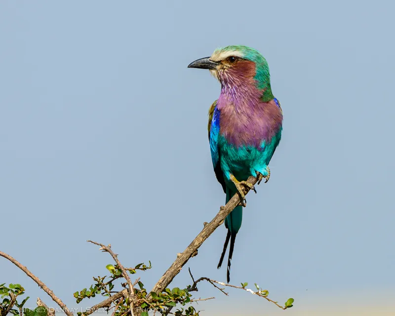Lilac-breasted roller perched on branch above African savannah grassland in soft morning light.