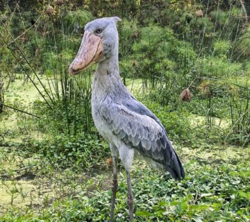 Shoebill Stork: Africa's Most Wanted Bird