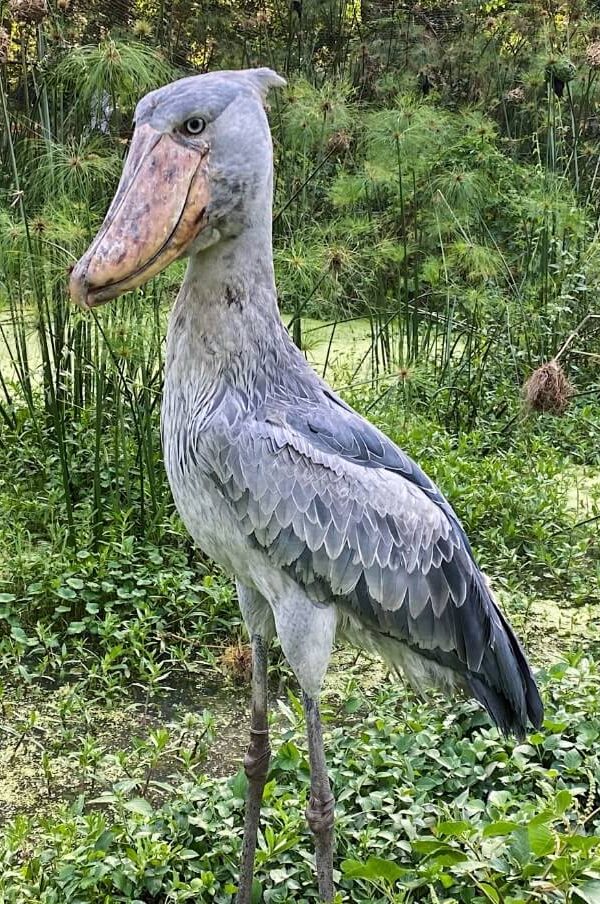 Shoebill Stork: Africa's Most Wanted Bird
