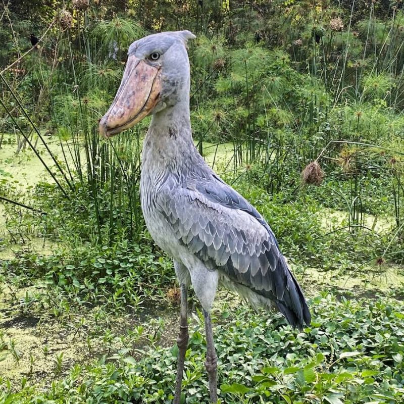 most-wanted-bird Shoebill Stork: Africa's Most Wanted Bird