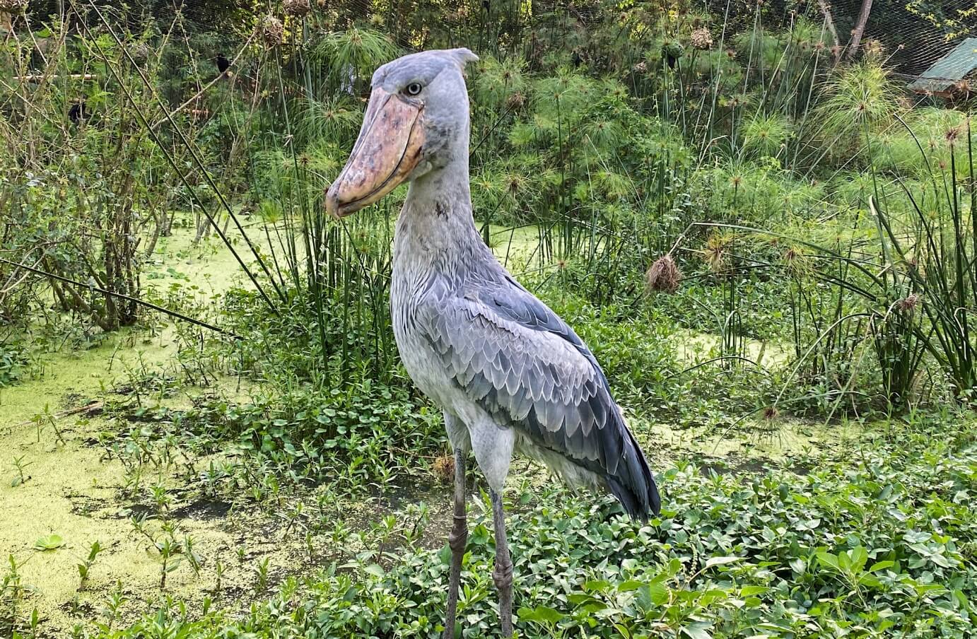 Shoebill Stork: Africa's Most Wanted Bird